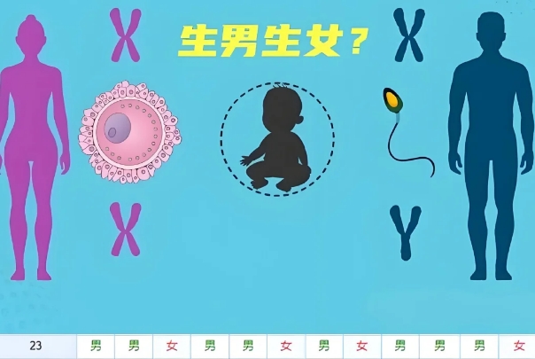 清宫表受孕月只排卵受精农月