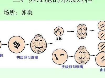 卵母细胞采集属于几级疼痛，5个判断维度决定怎么选