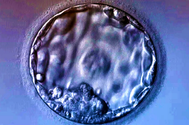 养囊可提高胚胎发育潜能