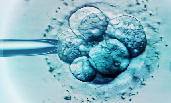 三级胚胎建议养囊可能性大