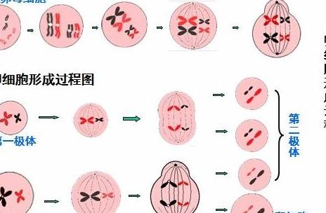 试管是怎么做的？从促排到移植，三步讲清完整流程