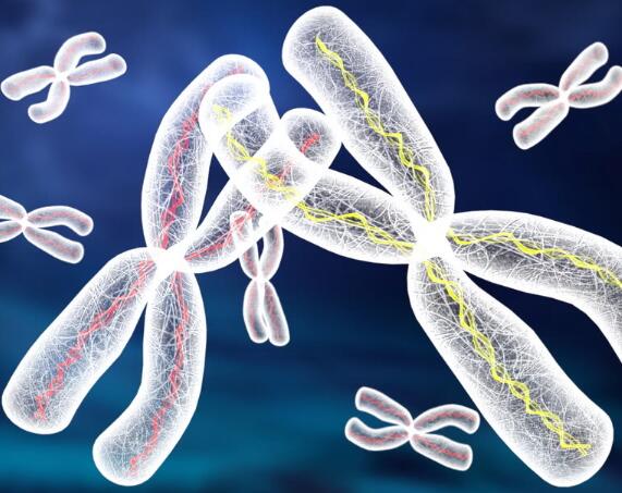 染色体异常做试管有优势