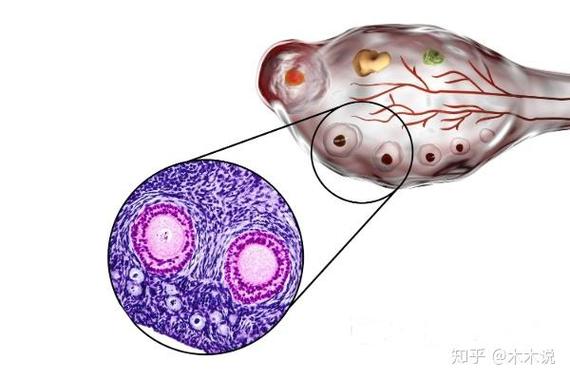长春试管助孕机构之争：三甲综合PK妇产专科，选技术还是选服务？