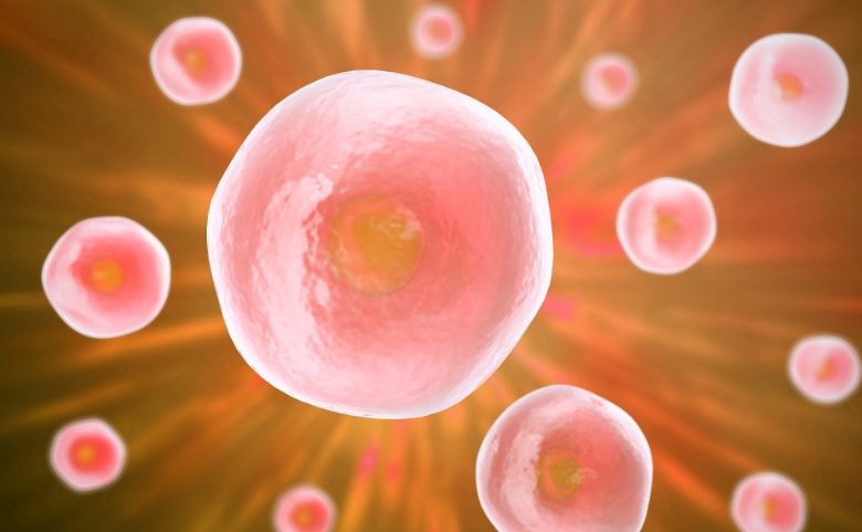 排卵后卵泡的存活时间