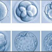 试管第三天胚胎等级和养囊有关系吗?看完这篇聊着两者联系