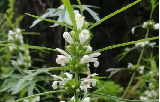 益母草查后可以排恶露