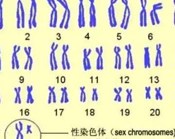 高龄适合做几代试管移植？一代PK三代，染色体不是专业定制答案