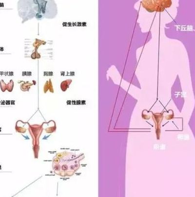 试管移植后预产期咋算？月经不准也能算，大白话步骤来了。