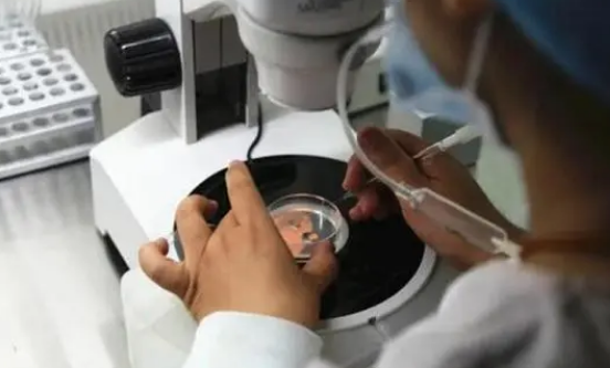 三代试管鲜胚移植是辅助生殖技术中的一种