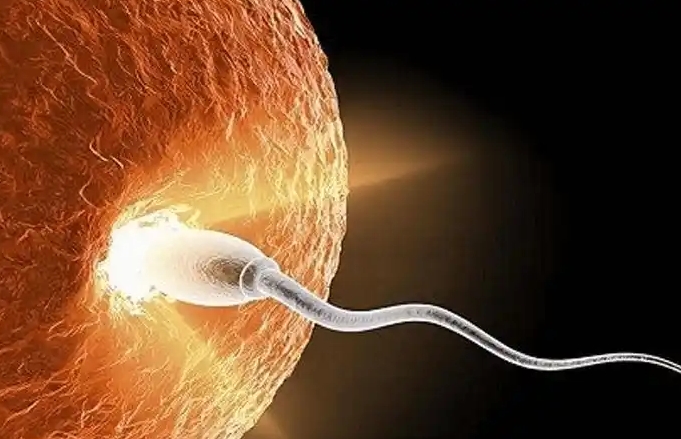 排卵日和前一天容易怀孕的时间