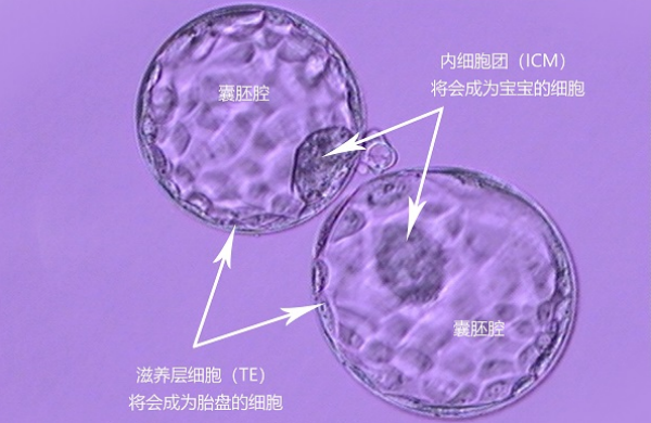 融合胚胎和囊胚哪个好?融合胚胎和囊胚哪个成功率高?