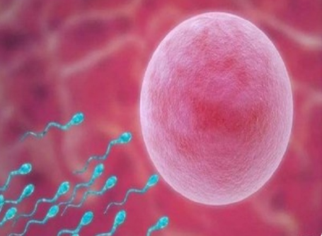 生化妊娠可能是胚胎因素导致的