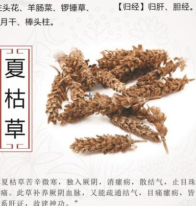 三种人不能吃夏枯草，尤其是前列种常被忽略