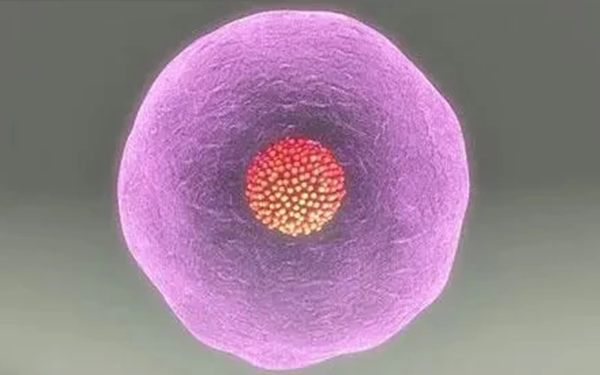 一个卵子能形成几个胚胎