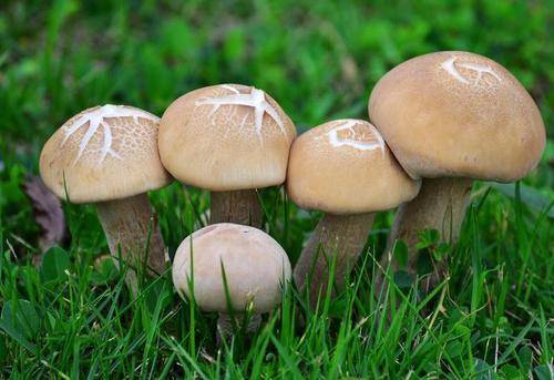 怀孕初期可以吃蘑菇吗