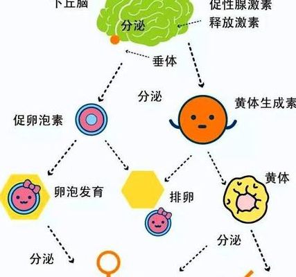 试管促排泡长得慢怎么办？别急加药，先排查这3个原因