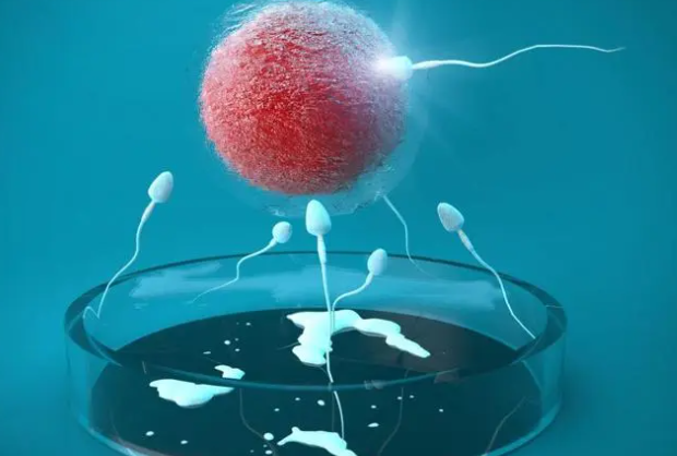胚胎工程是什么，它的技术优势在于哪儿?