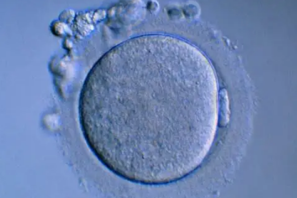 移植2个D3冻胚的成功率为55%