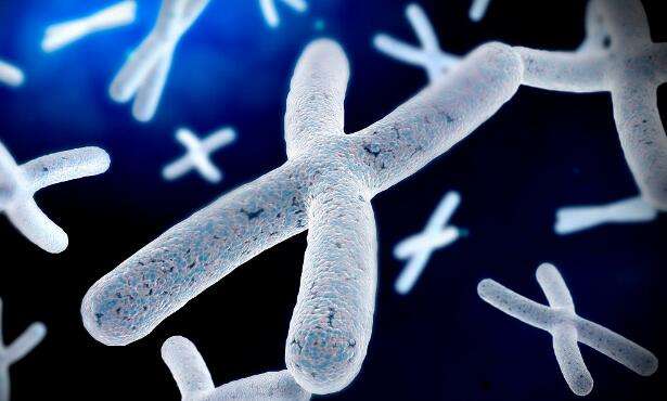 染色体平衡易位将会对生育造成什么影响？