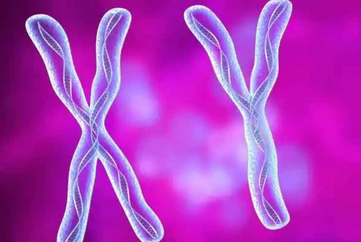 性别由男的精子决定