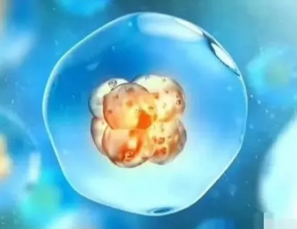 冻胚养囊和鲜胚养囊成功率差距有多大？