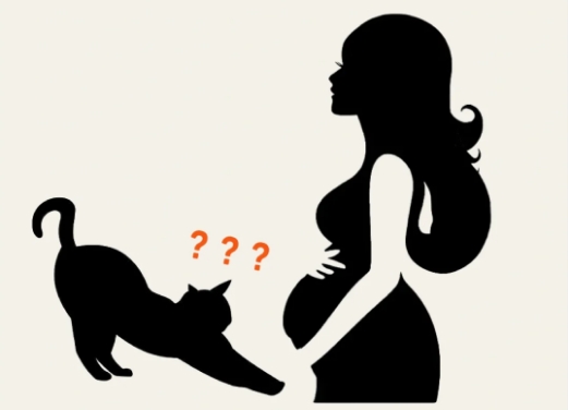 孕期经常摸猫会感染弓形虫