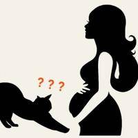 孕期经常摸猫会感染弓形虫吗?科学防护更安心