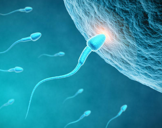 频繁排精影响精子成熟度