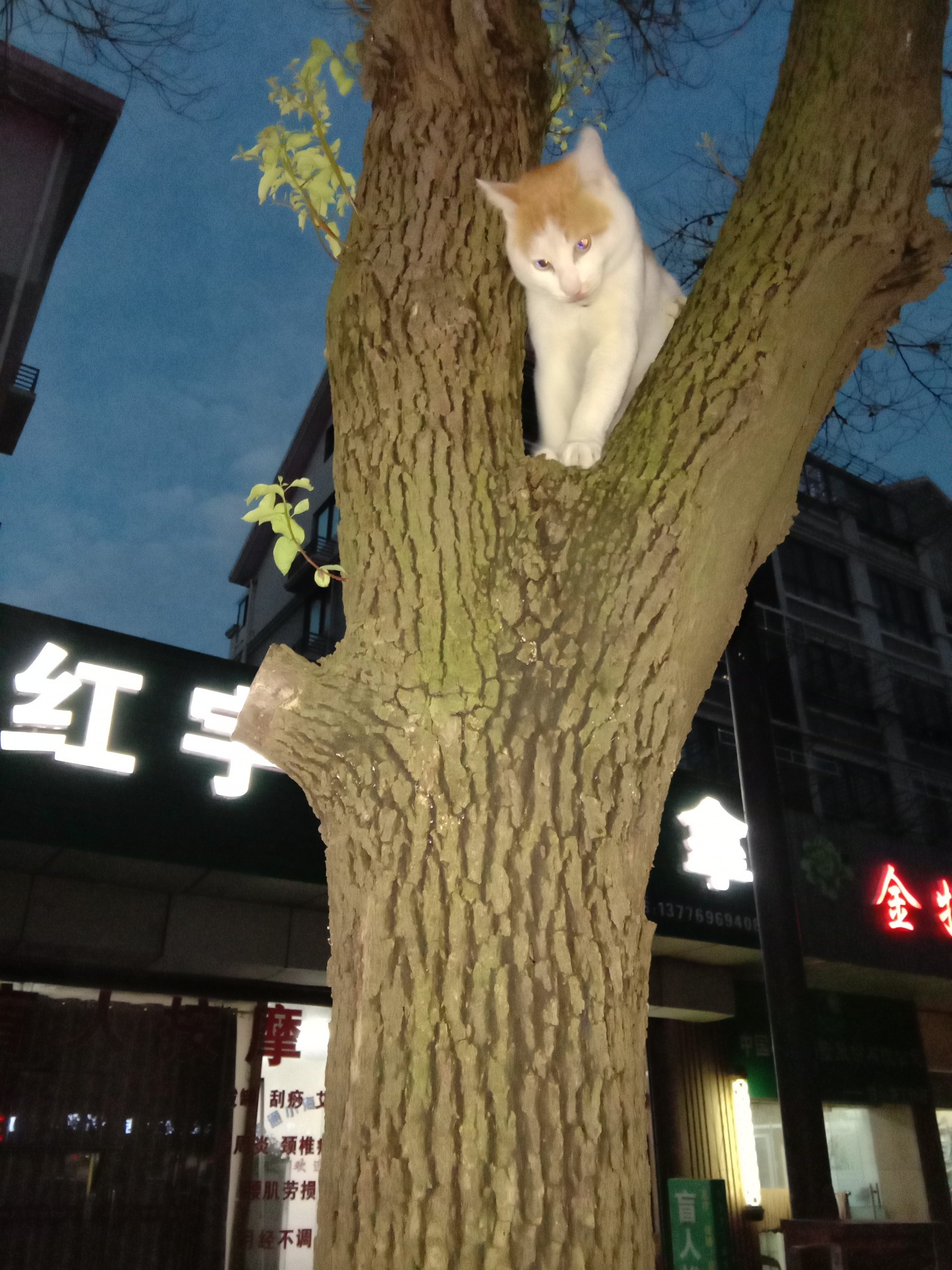 咪咪头像
