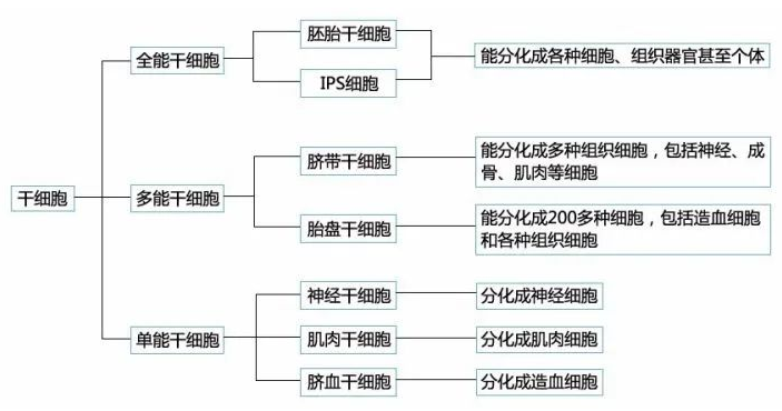 什么是干细胞