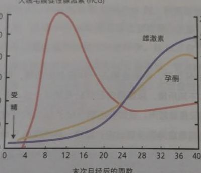 一般空囊hcg能涨到多高？5个判断维度帮你心里有底