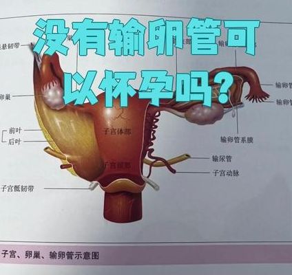 没有输卵管可以做试管婴儿吗女性?先看这3步再决定