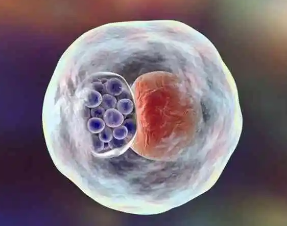 7细胞二级胚胎是优质胚胎