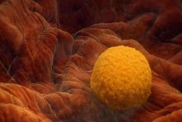 胚胎移植后保持良好的心情很重要