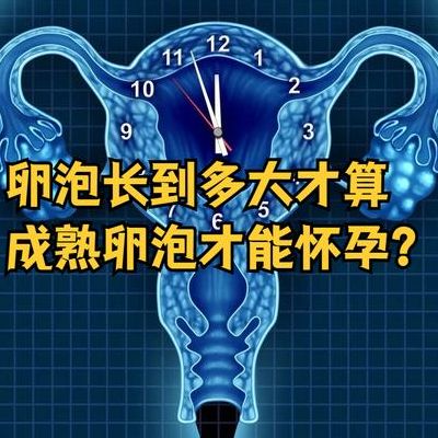 试管多大的卵泡可以取？18到20毫米是成熟窗口，别只看一个数