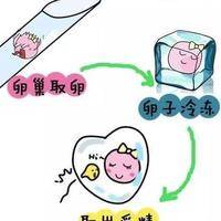 处女能人工受孕或试管吗？没性生活、想冻卵的都该看