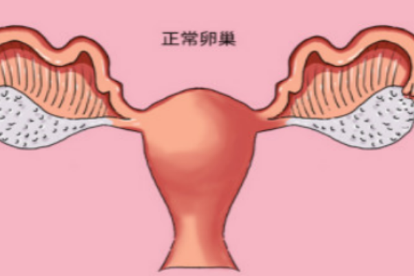 女人吃燕窝可以改善卵巢功能