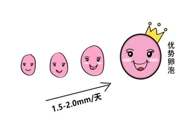 卵子生长发育周期是多久?足足5个阶段才能发育成熟