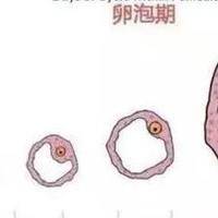 试管卵泡不长是啥原因？要花多少钱？过来人帮你梳理价格明细