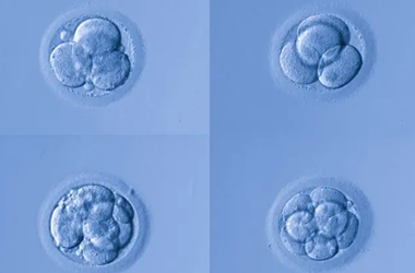 一个4bb胚胎的送检成功率