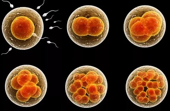 怎么提高移植囊胚成功率