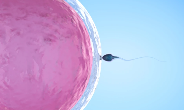 只有40%多的胚胎能着床