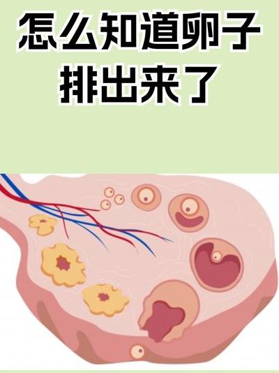 3个症状说明有排卵了，备孕三年我终于摸清身体信号
