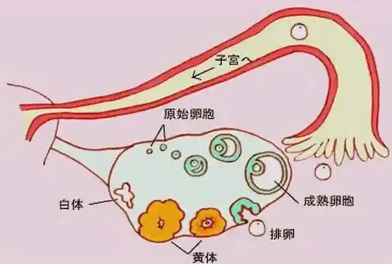 备孕双方都要做检查
