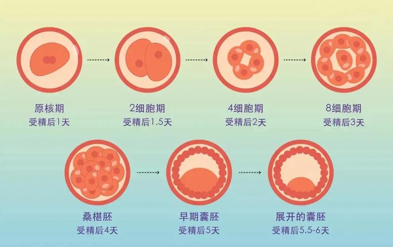 试管移植后胚胎游走图解：卵裂胚多漂3天是隐形筛选，囊胚快着陆却暗藏风险
