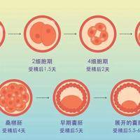 试管移植后胚胎游走图解：卵裂胚多漂3天是隐形筛选，囊胚快着陆却暗藏风险