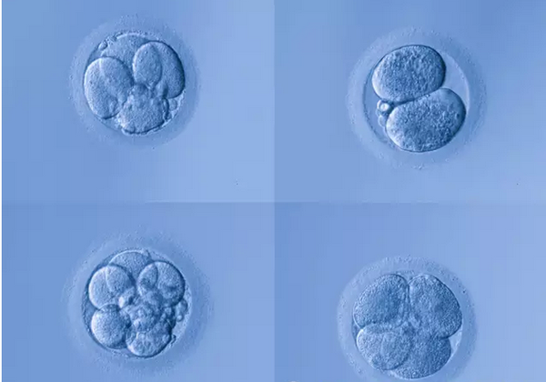移植胚胎评级如何划分