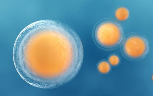 女性年龄会影响试管胚胎养囊成功率