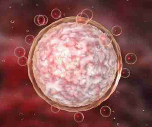 雌二醇低影响卵泡发育