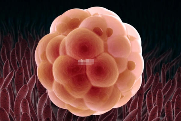 囊胚等级并不会直接影响孩子健康